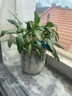 (Category: ) located in . Submitted by ecobuyer (Listing ID 1311536840, Image 1). Description: .
