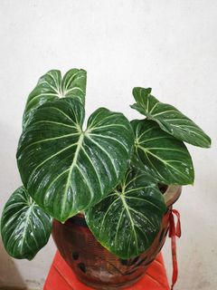 (Category: ) located in . Submitted by planter88 (Listing ID 1311655214, Image 1). Description: .