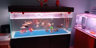 (Category: ) located in . Submitted by saran-raj (Listing ID 1306893718, Image 1). Description: .