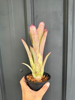 （分類：）位於 。 由 cedriccedricng 提交（商品編號 1307038763，圖片 1）。簡介： 。