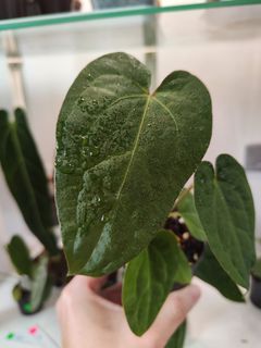 (Category: ) located in . Submitted by platyfolia (Listing ID 1306910365, Image 1). Description: .