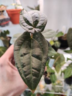 (Category: ) located in . Submitted by platyfolia (Listing ID 1306911702, Image 1). Description: .