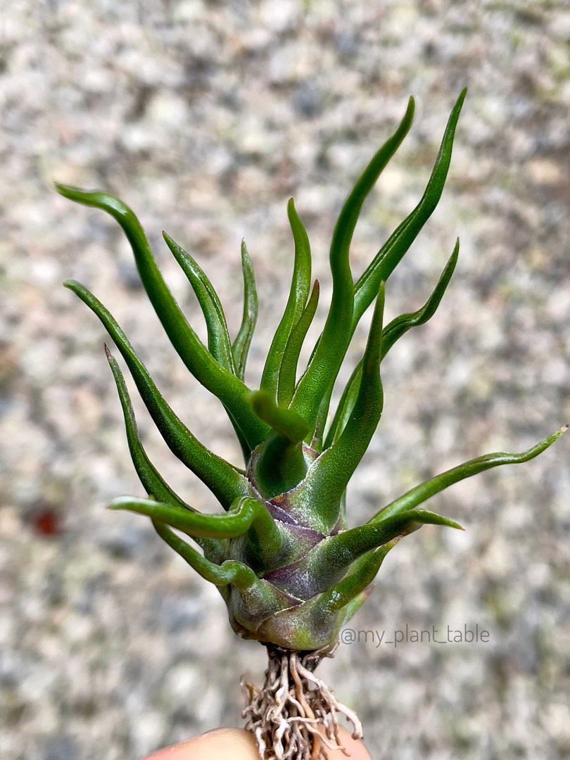 Tillandsia Bulbosa Tiny Dancer 速達発送 Tillandsia ブルボーサ tiny dancer 速達発送 【公式通販】