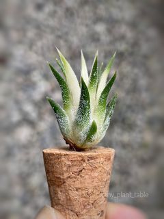 (Category: ) located in . Submitted by my_plant_table (Listing ID 1306954362, Image 1). Description: .