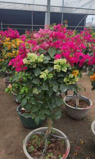 （分類：）位於 。 由 imson_8 提交（商品編號 1307140738，圖片 1）。簡介： 。