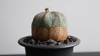 （分類：）位於 。 由 madness_corner 提交（商品編號 1298826635，圖片 1）。簡介： 。