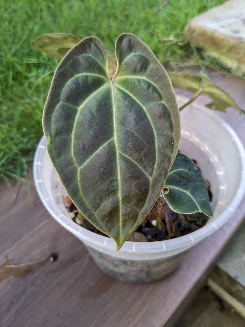 Anthurium besseae red veins no.1 夏用梱包 Anthurium besseae red veins no.1 夏用梱包