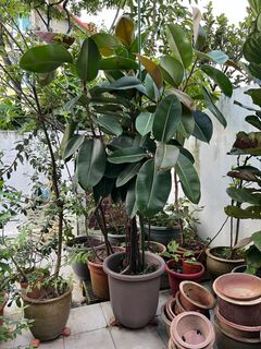 (Category: ) located in . Submitted by beatschua (Listing ID 1307222472, Image 1). Description: .