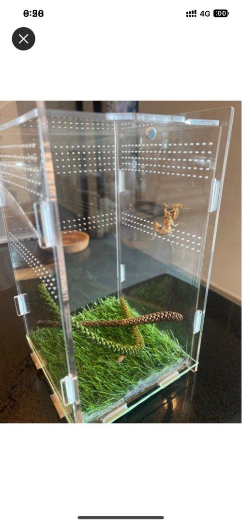 insect enclosure, Pet Supplies, Homes & Other Pet Accessories on Carousell