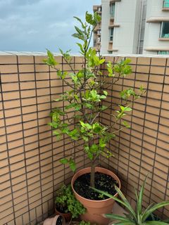 （分類：）位於 。 由 ccttong 提交（商品編號 1307108804，圖片 1）。簡介： 。