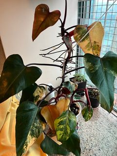 （分類：）位於 。 由 ashnkl 提交（商品編號 1307147209，圖片 1）。簡介： 。