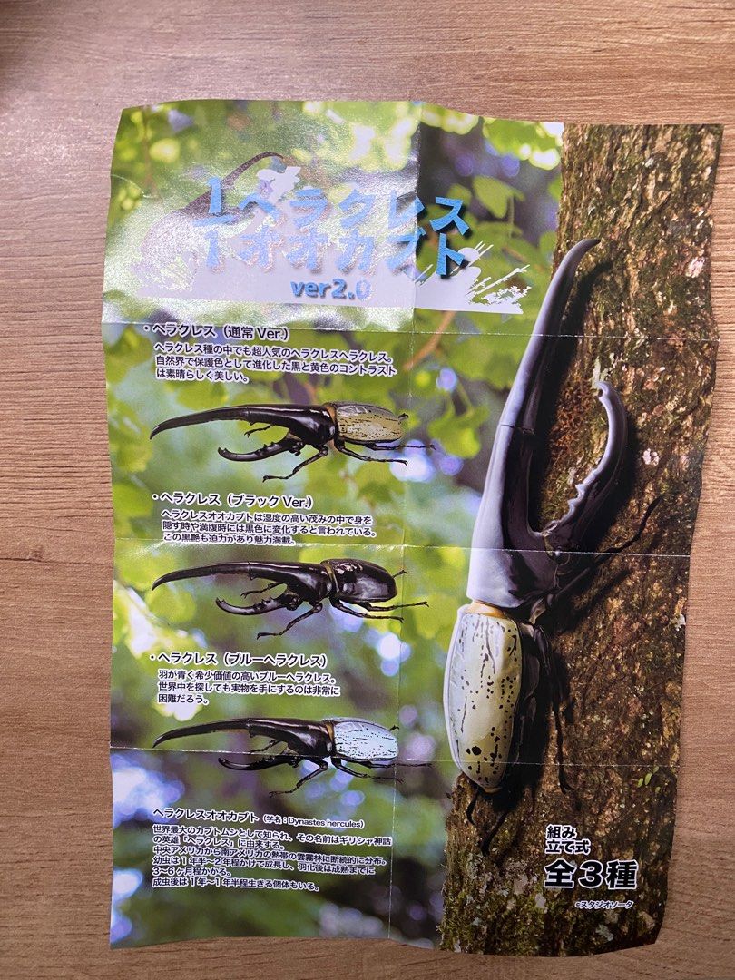 ヘラクレスオオカブト ヘラクレス・ヘラクレス ♂１３１ｍｍ ♀６５ｍｍ ペア カブトムシ クワガタムシ生体・昆虫用品の通販専門店【カブクワネット】