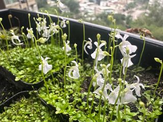 （分類：）位於 。 由 BonbonPetit 提交（商品編號 1307404806，圖片 1）。簡介： 。