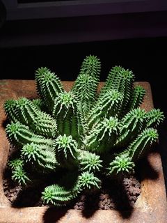 （分類：）位於 。 由 adysiyi 提交（商品編號 1307273249，圖片 1）。簡介： 。