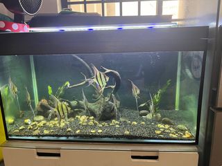 (Category: ) located in . Submitted by puajasvan2774 (Listing ID 1307435583, Image 1). Description: .
