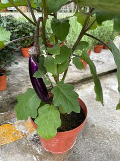 (Category: ) located in . Submitted by gardenfunfarm (Listing ID 1307535470, Image 1). Description: .
