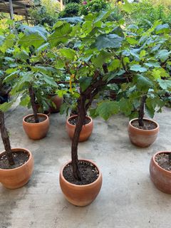 (Category: ) located in . Submitted by gardenfunfarm (Listing ID 1307537954, Image 1). Description: .