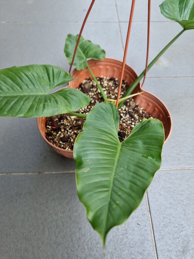 zz plant care yellow leaves Zamioculcas zamifolia 'ZZ' aurea variegated *Growers Choice* – Rare Plant  Fairy main image 0