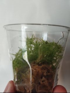(Category: ) located in . Submitted by avdplants (Listing ID 1268932592, Image 1). Description: .