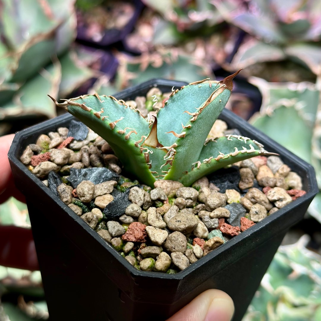 アガベ チタノタ [ STUDS 3rd '黒曜' ] Agave titanota [ STUDS 3rd