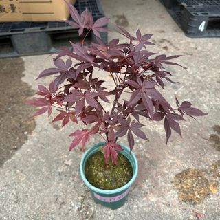 (Category: ) located in . Submitted by urban.cultivar (Listing ID 1242052370, Image 1). Description: .