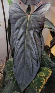 (Category: ) located in . Submitted by plant3x (Listing ID 1307709186, Image 1). Description: .