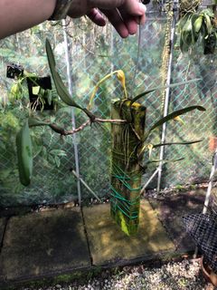 (Category: ) located in . Submitted by hortiplace (Listing ID 1307655941, Image 1). Description: .