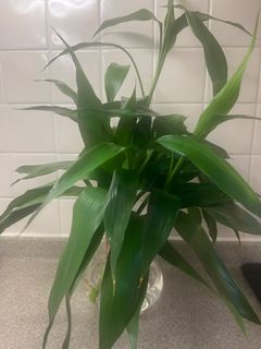 （分類：）位於 。 由 iou006 提交（商品編號 1307679536，圖片 1）。簡介： 。