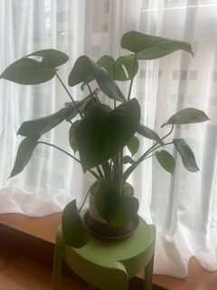 （分類：）位於 。 由 iou006 提交（商品編號 1307673533，圖片 1）。簡介： 。