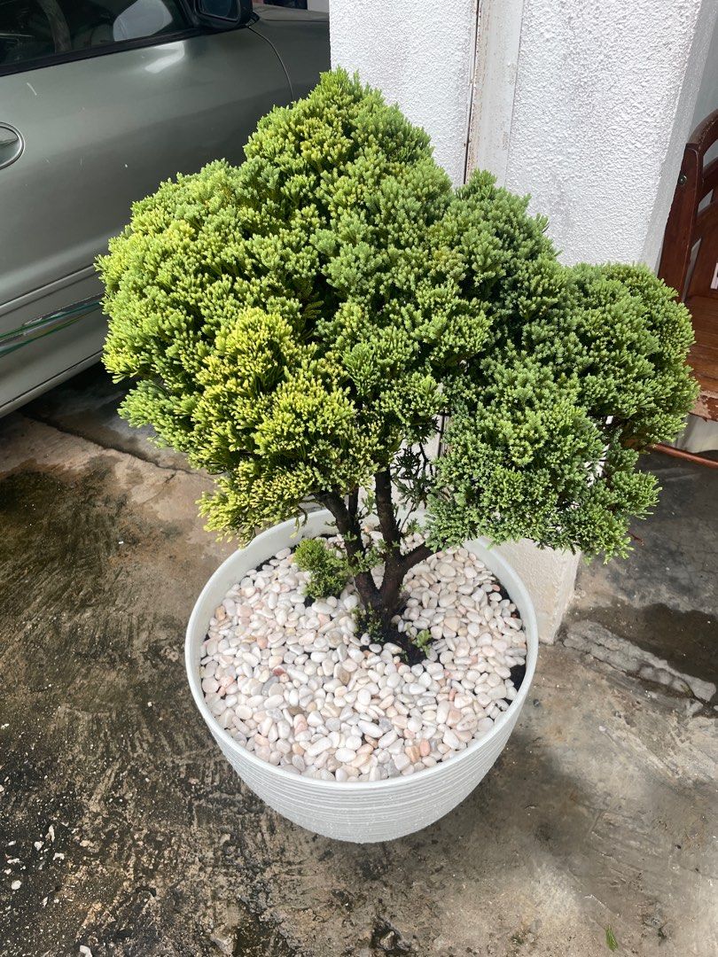 bonsai gutschein Bonsai Gift eVoucher for Kaizen Bonsai main image 1