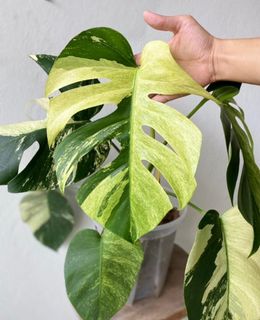 (Category: ) located in . Submitted by meeplants (Listing ID 1307677148, Image 1). Description: .