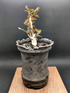 （分類：）位於 。 由 walternplant 提交（商品編號 1307583627，圖片 1）。簡介： 。