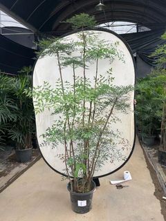 （分類：）位於 。 由 imson_8 提交（商品編號 1307787261，圖片 1）。簡介： 。