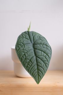 （分類：）位於 。 由 cormosome 提交（商品編號 1307862267，圖片 1）。簡介： 。