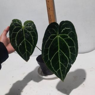 (Category: ) located in . Submitted by Plantszone.Official (Listing ID 1307759489, Image 1). Description: .