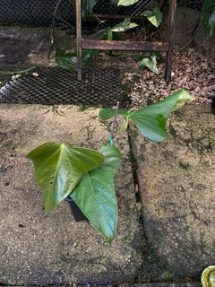 (Category: ) located in . Submitted by rootsingarden (Listing ID 1307854843, Image 1). Description: .