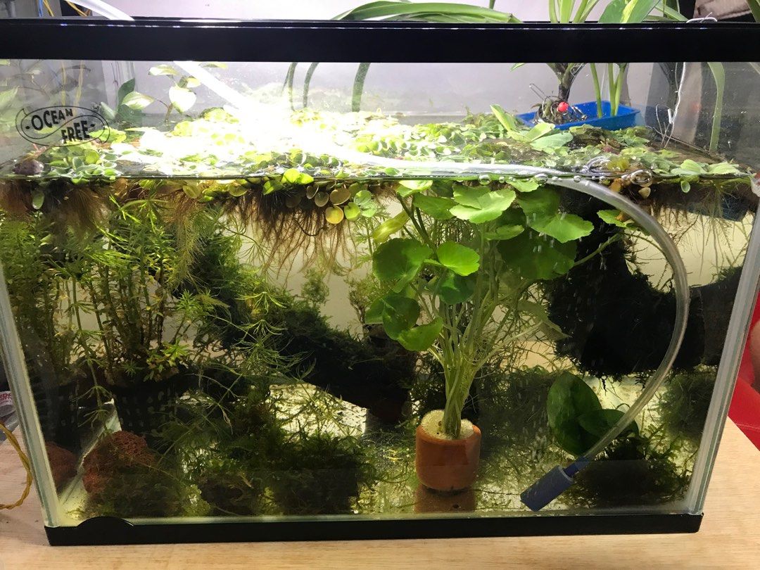 New Arrival ! Aquatic Plants, Java Moss, Floating Plants, Mulberry ...