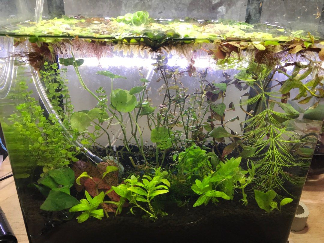 New Arrival ! Aquatic Plants, Java Moss, Floating Plants, Mulberry ...