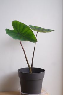 （分類：）位於 。 由 cormosome 提交（商品編號 1307845639，圖片 1）。簡介： 。