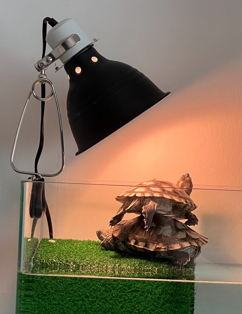 Exo terra lamp clearance