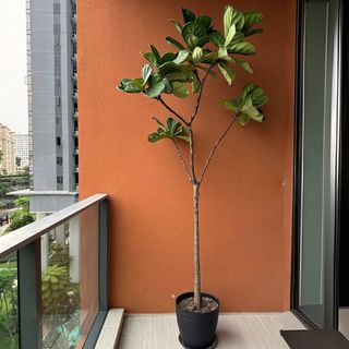 (Category: ) located in . Submitted by lazyifan (Listing ID 1307675843, Image 1). Description: .