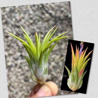 (Category: ) located in . Submitted by my_plant_table (Listing ID 1307853942, Image 1). Description: .