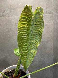 （分類：）位於 。 由 cl0601 提交（商品編號 1311907186，圖片 1）。簡介： 。
