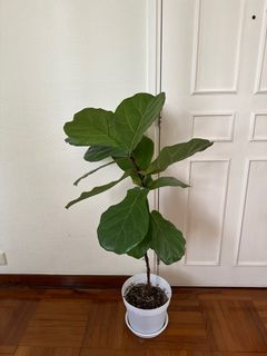 （分類：）位於 。 由 cheekycheese 提交（商品編號 1311718284，圖片 1）。簡介： 。