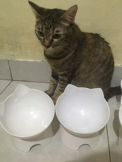 (Kategori: ) berada di . Dikirim oleh m04rmy (ID iklan 1311900582, Gambar 1). Deskripsi: .