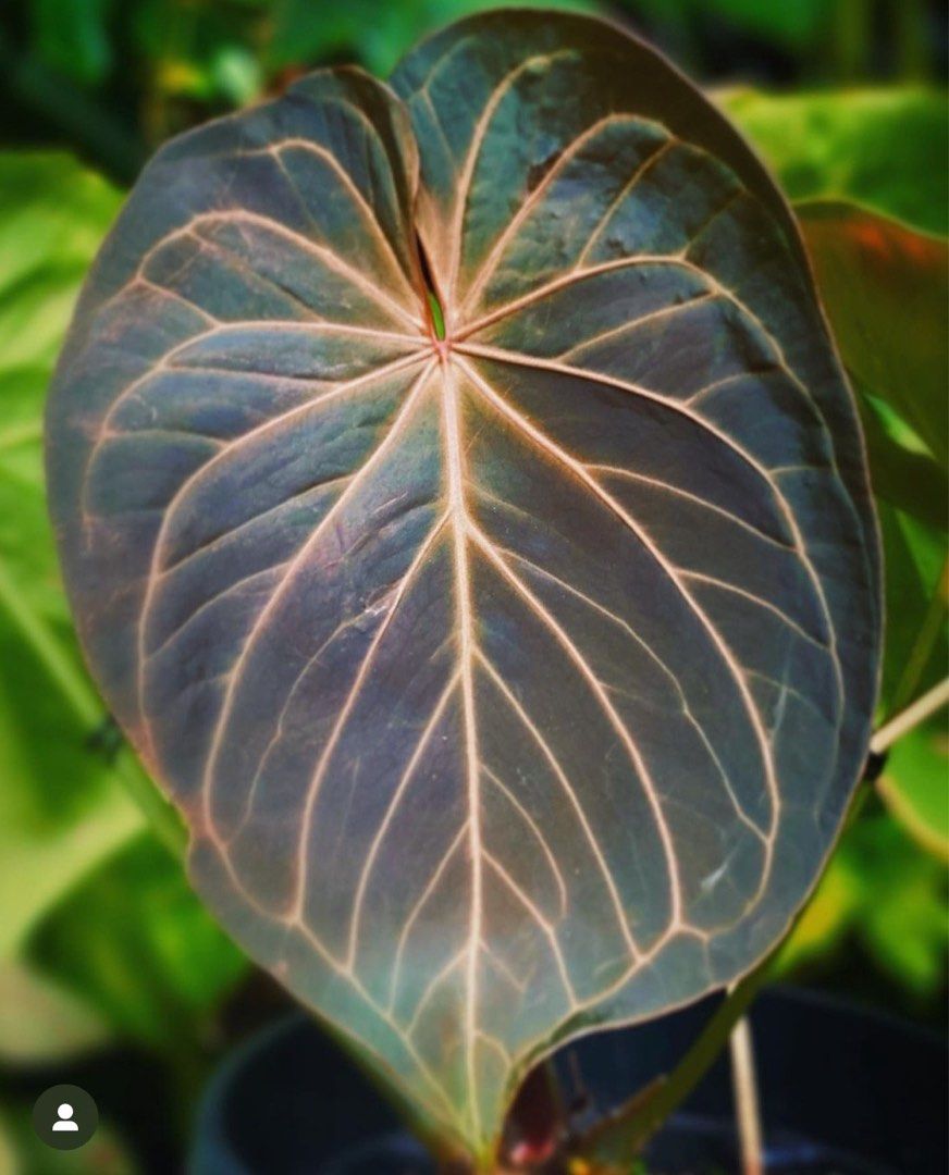 anthurium king of spades Round　Type Anthurium King of Spades round form, Furniture & Home Living