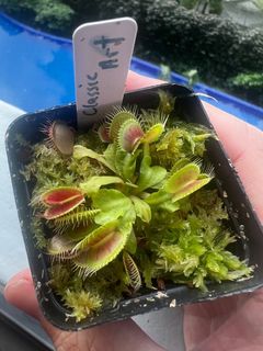 (Category: ) located in . Submitted by vftgardener (Listing ID 1308878198, Image 1). Description: .