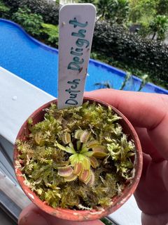 (Category: ) located in . Submitted by vftgardener (Listing ID 1313447333, Image 1). Description: .