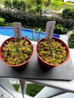 (Category: ) located in . Submitted by vftgardener (Listing ID 1313449809, Image 1). Description: .
