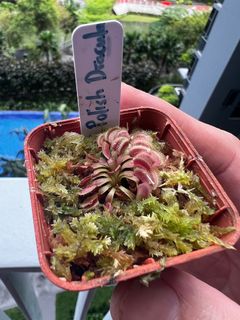 (Category: ) located in . Submitted by vftgardener (Listing ID 1313446019, Image 1). Description: .